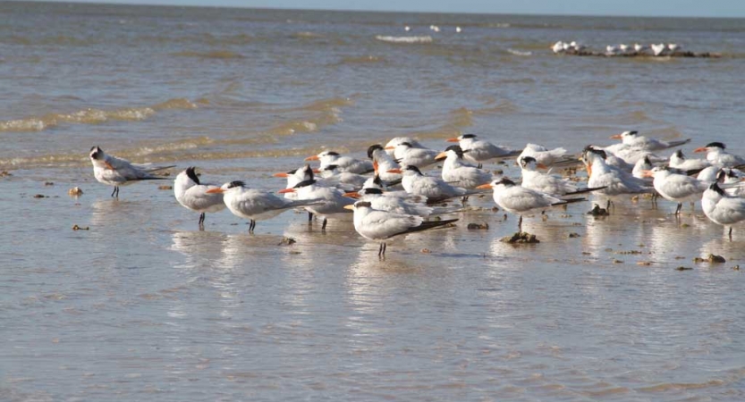 A group of sandpipers huddle in shallow water 